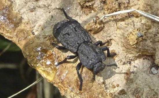 铁定甲虫，图片来源：https：//www.inaturalist.org/observations/3084122