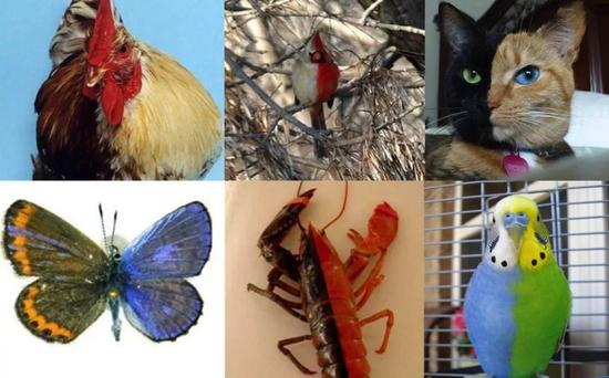 　生物界的嵌合体现象&nbsp;来源&nbsp;|&nbsp;网络