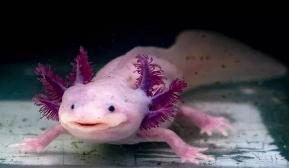 蝾螈的基因组比你大几十倍。|University News