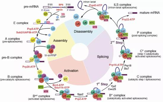 图1 &nbsp;RNA剪接示意图（图片来源: Yan, C., Wan, R., & Shi, Y. (2019).Cold Spring Harbor perspectives in biology, 11(1), a032409.）