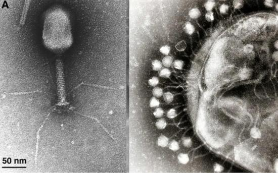 　左：单个噬菌体的电镜图像。图片来源：Miller et al。，&nbsp;Microbiol。 &nbsp;Mol。 Biol。 Rev。右：许多噬菌体附在细菌细胞壁上的电镜图像。（图片来源：Graham Beards通过CC BY-SA 3.0协议共享）