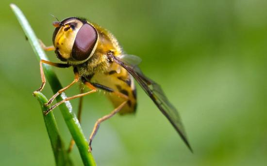 　流连杂草的花虻 |500PX