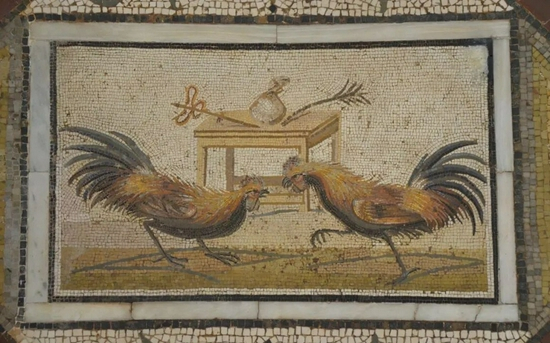 　　出土于庞贝古城的斗鸡马赛克已有2000多年历史丨 Wikimedia Commons， Carole Raddato from FRANKFURT， Germany / CC BY-SA 2.0 （https：//creativecommons.org/licenses/by-sa/2.0）