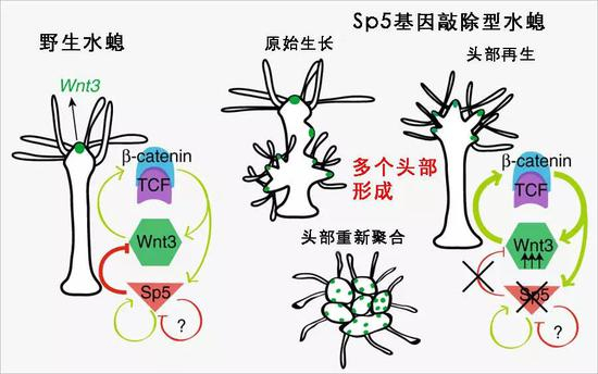 图注：水螅体内的调节圈（绿色箭头代表“促进”，红色箭头代表“抑制”）；当循环被打破时，水螅的头部发育出现问题（右边展示了三种不同的多头情况）