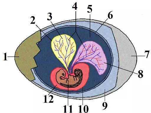 1。硬质外壳；2。卵黄膜；3。卵黄；4。毛细血管；5。蛋清；6。绒毛膜；7。角质层；8。尿囊；9。气室；10。羊膜；11。胚胎；12。羊水（图片来源：wiki）