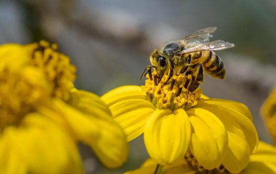 　辛勤的蜜蜂 |Flickr