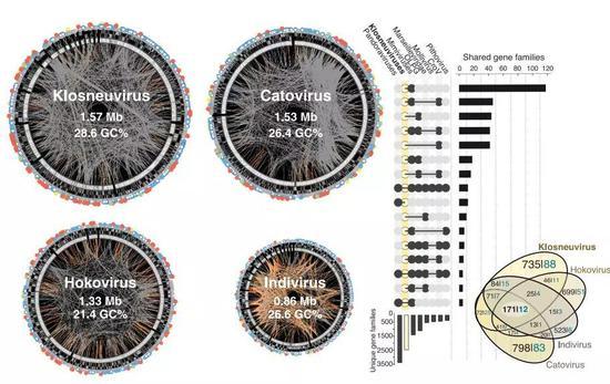  Klosneuvirus和其他病毒基因组大小对比