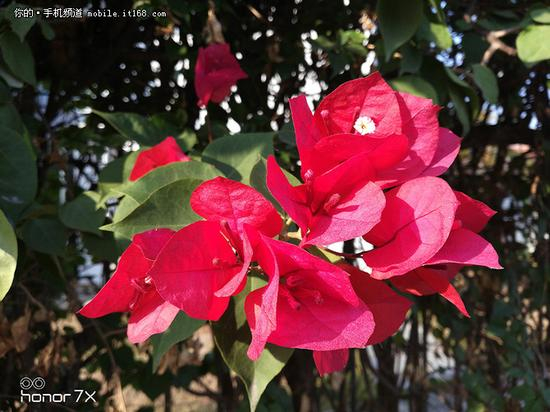 ▲荣耀7X样张