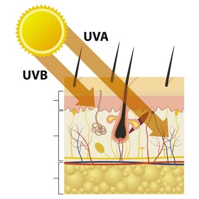 表皮 真皮 皮下组织 | 阳光中的紫外线会对人体皮肤造成伤害。中波紫外线（UVB）大部分被皮肤表皮吸收，不能渗入皮肤内部，但会对皮肤产生强烈的光损伤。被照射部位皮肤可出现红肿、水泡等症状，长久照射皮肤会出现红斑、炎症、皮肤老化，严重者可引起皮肤癌。长波紫外线（UVA）穿透性强，可达到真皮深处，虽不会引起皮肤急性炎症，但是导致皮肤老化和严重损害的原因之一。