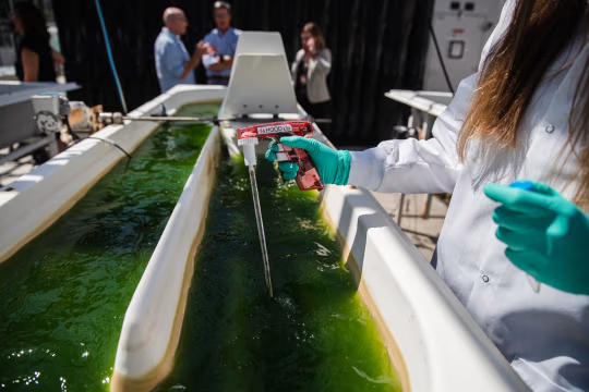 一名身穿实验服、戴着手套的人员正用工具从一长槽绿色液体中取样。