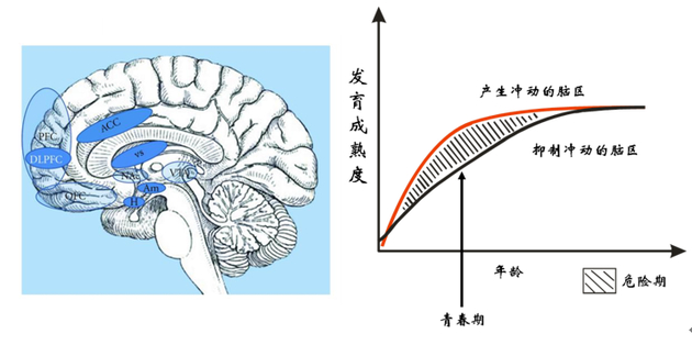 　　大脑中产生冲动和抑制冲动的脑区（左图）。青春期前后的一段时间内，产生冲动的脑区其发育成熟度要大于抑制冲动的脑区（右图）。处于这个年龄段的青少年往往难以控制冲动、冒险、反叛等行为，并忽视这些行为可能对自己带来的危险