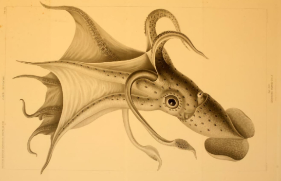 　　卡尔·楚恩在《Die Cephalopoden》中描绘的一种乌贼。这本书出版于1910年，是卡尔·楚恩对深海生物进行开创性探索的系列丛书之一