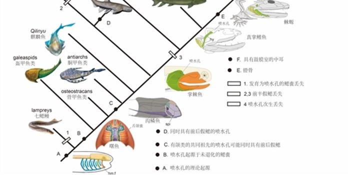 科学家首次揭示人类的中耳曾是鱼类用来呼吸的鳃 手机新浪网