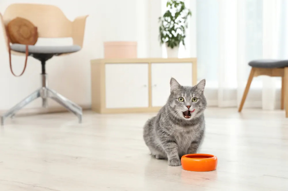 4、喂食时间将影响你和猫之间的感情。