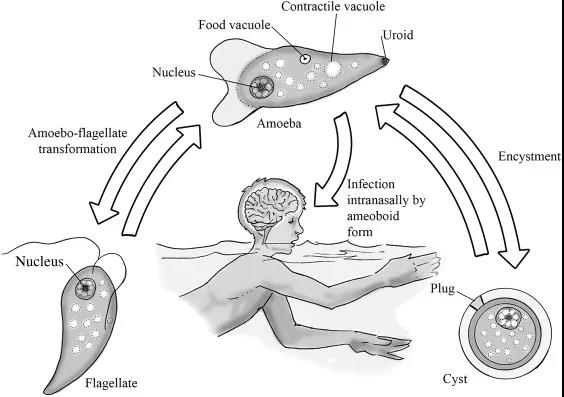 这种单细胞生物并非有意寄生于人体 感染只是一场致命的偶发误会