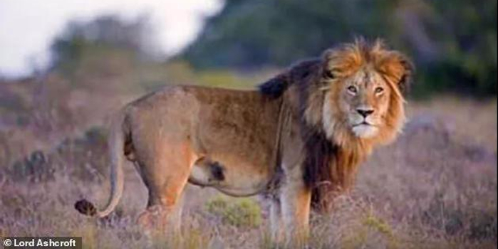 狮子农场 血腥真相 百兽之王沦为给钱就能杀的猎物 手机新浪网