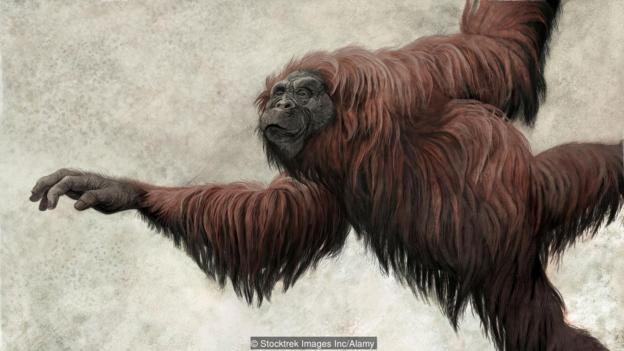 森林古猿的想象图