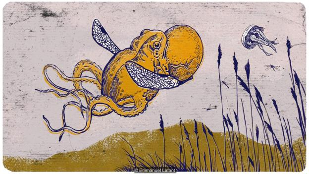 蟾蜍能漂浮在空中，变成“齐柏林飞艇”吗？