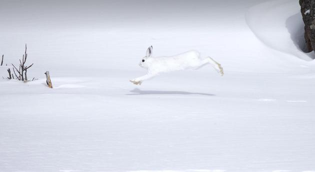 雪鞋兔（学名：Lepus americanus）是北美洲的一种野兔，后脚很大，可以阻止它们在行走或跳跃时沉入雪中。