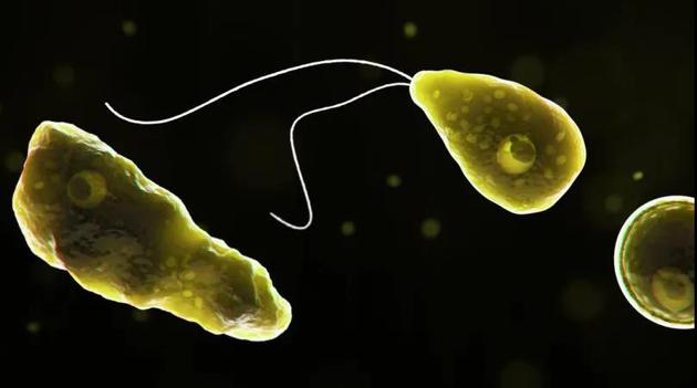 福氏耐格里虫（Naegleria fowleri）