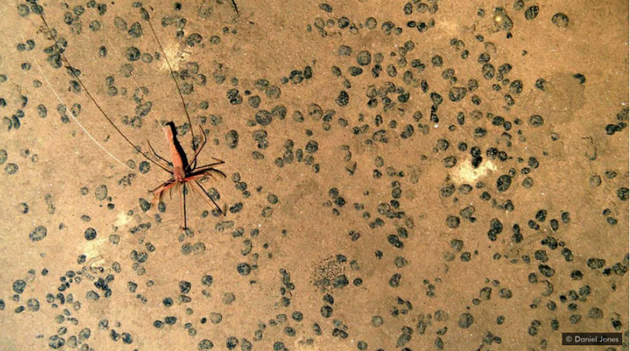 在深海环境中，体型较大的生物非常罕见