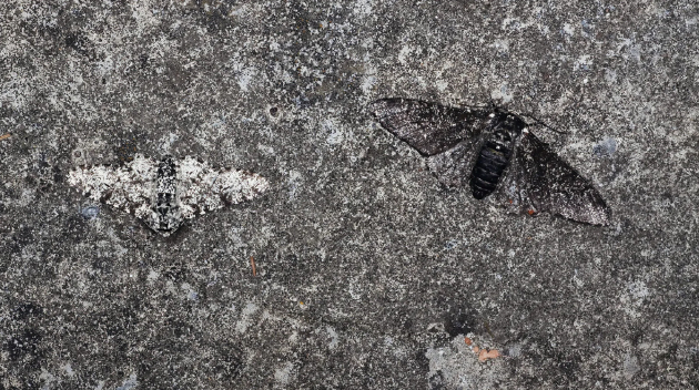 桦尺蠖是已知的最早由人类污染引发动物微进化的例子之一。
