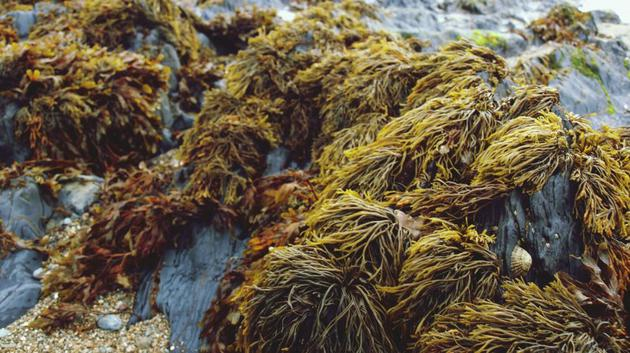 　　印尼初创企业Evoware使用海藻作为一种解决方案，目前该公司制作的三明治、汉堡包外包装，调味包和咖啡包装袋，肥皂包装，都是使用海藻制造的。