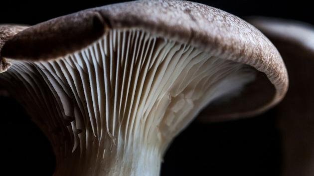 　　巴基斯坦真纳大学几位微生物学家发现塔宾曲霉菌可以降解聚氨酯。它们分泌一种酶物质降解塑料，同时塔宾曲霉菌从溶解塑料中获得食物。