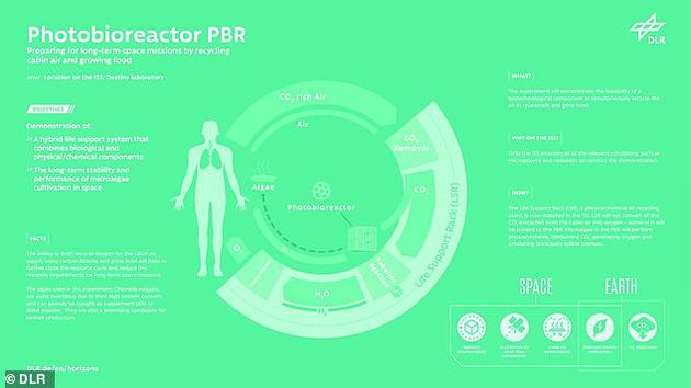 　　宇航员呼出的二氧化碳可通过小球藻的光合作用转化为氧气和可食用生物质。一次航天任务所需的食物中，最多有30%都可以由高蛋白藻类生物质提供。