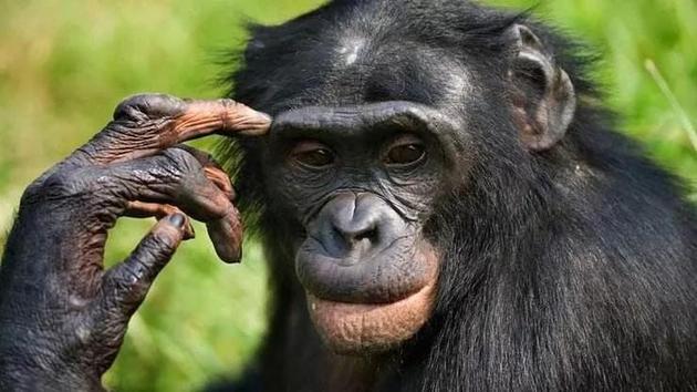 哪些生物与人类智力相当？黑猩猩、海豚和细菌上榜