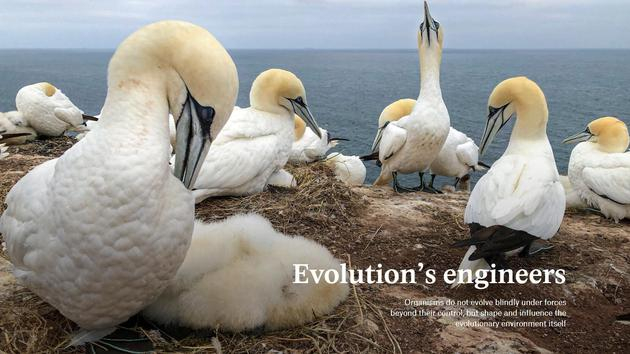 德国黑尔戈兰岛的北方塘鹅（Morus bassanus）繁殖地