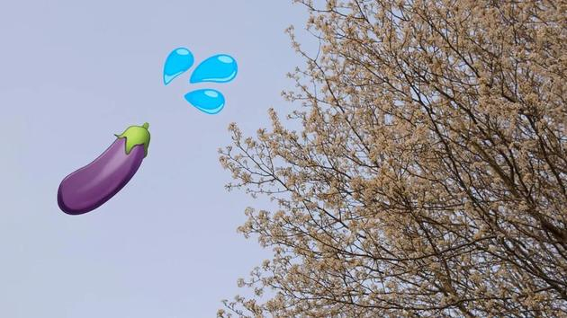 　这种梨树被称作“semen tree”