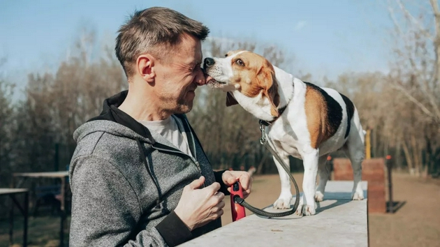一只比格犬在舔人的鼻子