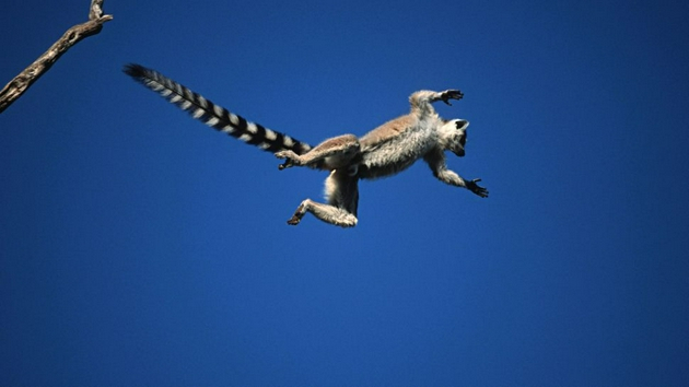 环尾狐猴无法用尾巴抓握，但可以在它们跳跃时维持身体平衡。