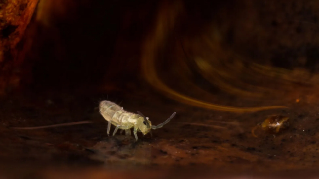　　土壤中充满了像跳虫这样的微小生物，它们都能发出独特的声音，而科学家们才刚刚开始了解这些声音。