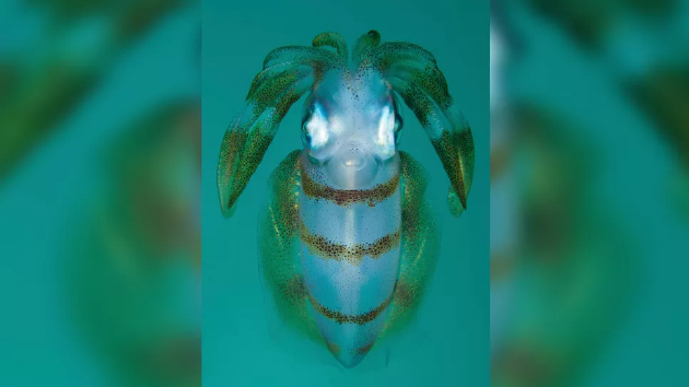 印度尼西亚的伦贝海峡，一只长相怪异却又十分可爱的长臂乌贼在水中游荡。