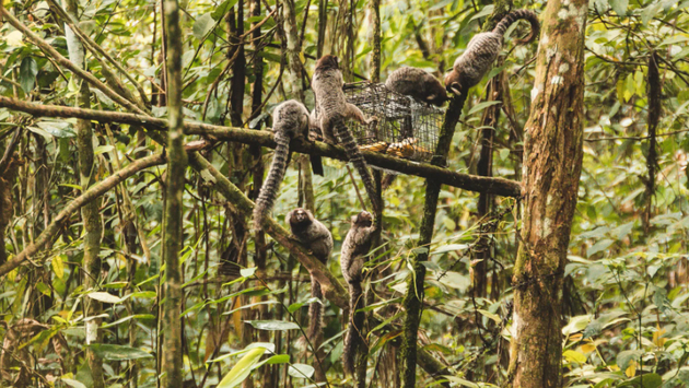 并不是所有捕捉金狮面狨的尝试都能顺利进行，有时狨猴会联合起来偷走诱饵