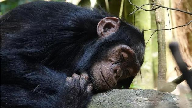 相比人类的床，黑猩猩睡觉的地方要干净得多