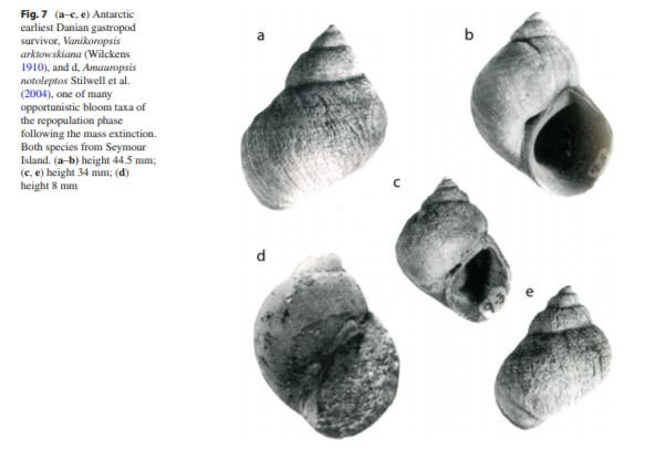 腹足类和喙头蜥