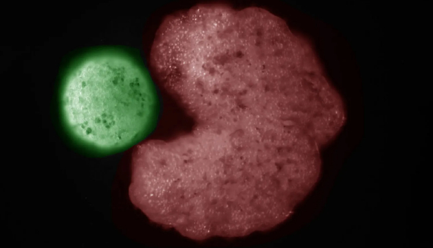 　　人工智能程序编写的蓝图制造出了吃豆人形状的异种机器人，其凹陷部分看起来就像一张大口。第三代异种机器人带来了更大的惊喜：它们张开的“大口”能够聚集数百个干细胞，并以此塑造出新的异种机器人。