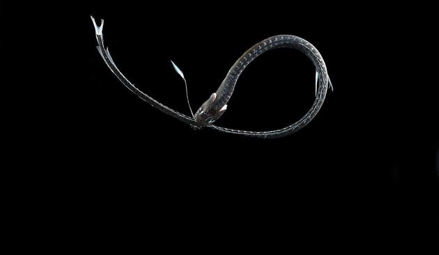 穴口奇棘鱼（Idiacanthus antrostomus）也是一种超黑的深海鱼类，其吸收光线的能力在研究中的位列第二