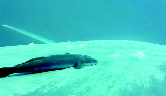 䲟鱼的“吸盘”实际上并没有紧贴在鲸的皮肤上，而是皮肤上方盘旋，形成一个低压区，从而吸附在鲸的身边