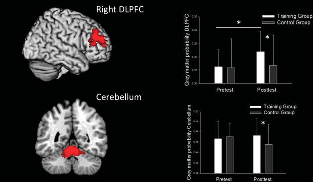 德国科学家研究发现：青少年在两个月内每天玩至少半个小时的《超级玛丽》，其右侧大脑的背外侧前额叶区（DLPFC）和小脑（cerebellum）中的灰质密度会增加，提示这些脑区在玩游戏的过程中得到了锻炼