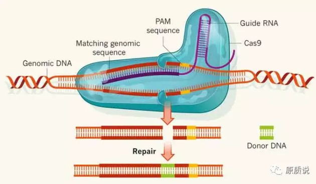 CRISPR/Cas9的基因编辑原理