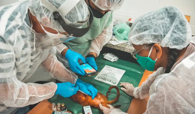 为金狮面狨接种抗黄热病疫苗不仅有助于保护这些濒危动物，还可以减少病毒向人类的传播