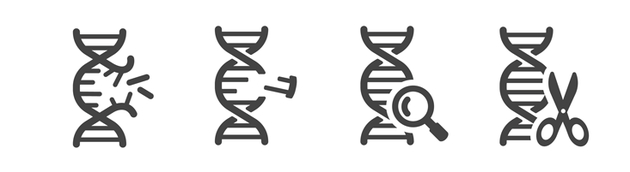 我们许多人都曾被灌输这样的概念，即在生物发育之前，必须先有一组基因指令。