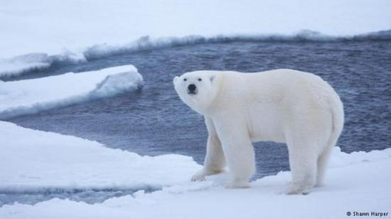 图片来源：德国之声电台网站