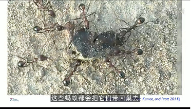 沙漠蚂蚁搬运重物