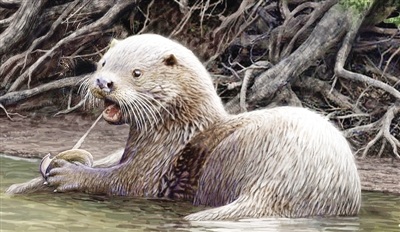 “似獾泰国水獭”复原图