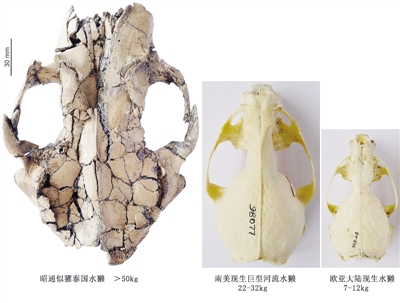 “似獾泰国水獭”化石和现生水獭骨骼对比
